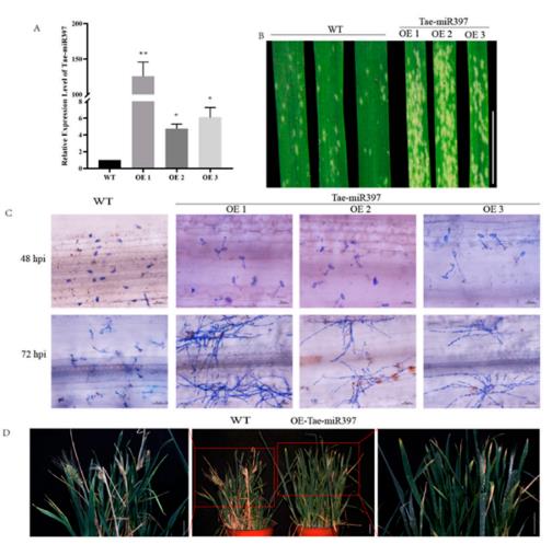 图2 miR397的抗病性分析