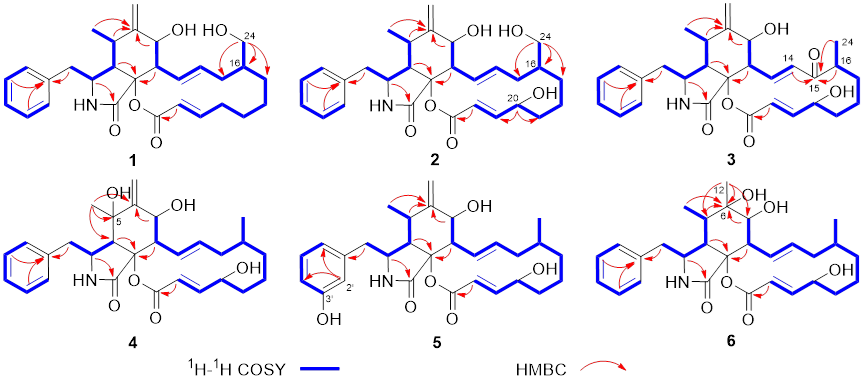 图 1 化合物1-6主要的2D NMR相关信号