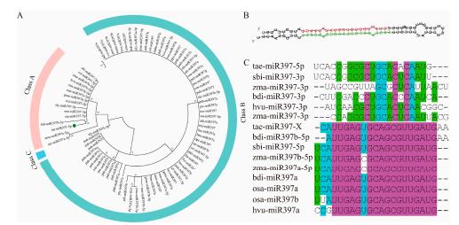 图1 miR397的聚类分析