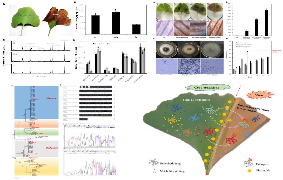 图1 银杏叶枯病病叶中类黄酮成分分析、病原菌的分离与表征、真菌ITS序列分析和可能致病机理示意图
